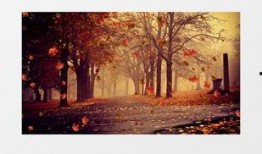 枫叶之路爆料视频最新,揭秘神秘旅程背后的精彩故事